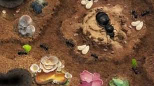 小小蚁国手游国际服官方正版下载